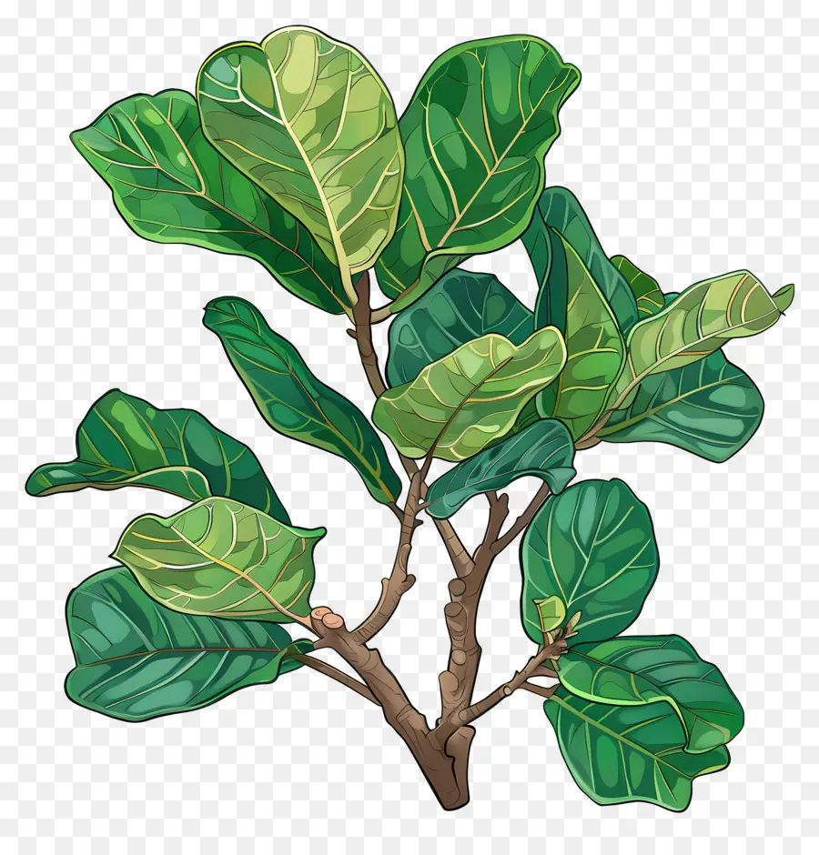 Ficus Lyrata，ปลูก PNG