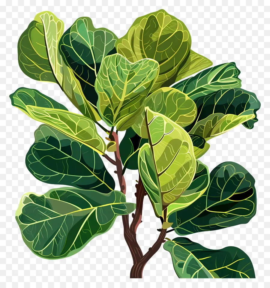 Ficus Lyrata，ปลูก PNG