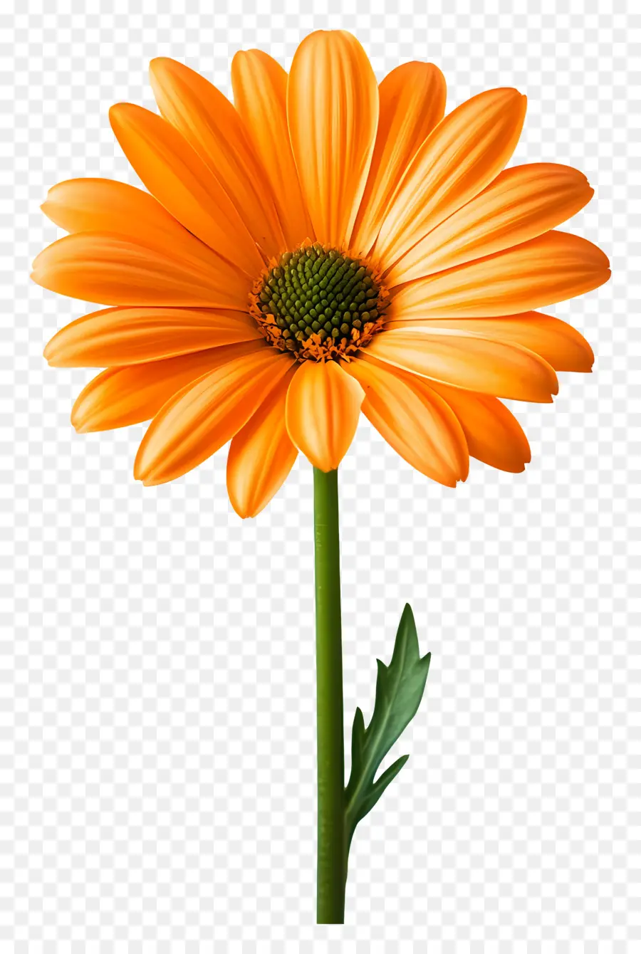 สวัสดีตอนเช้า，สีส้ม Gerbera Daisy PNG