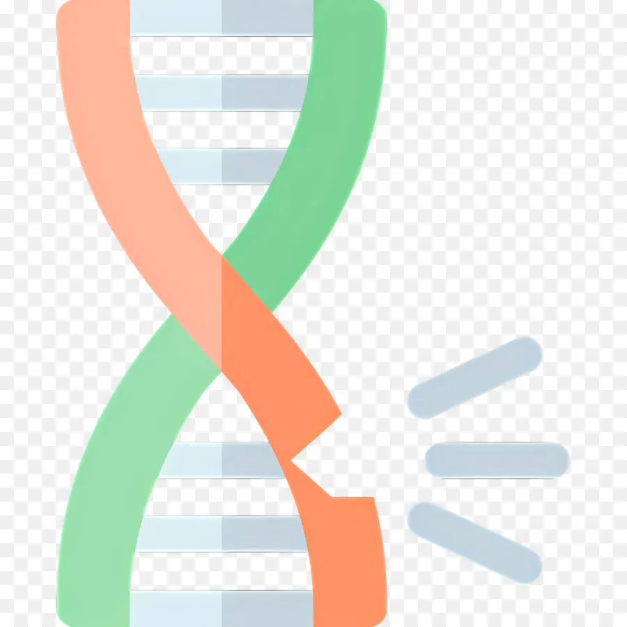 การกลายพันธุ์ดีเอ็นเอ，เส้นดีเอ็นเอ PNG