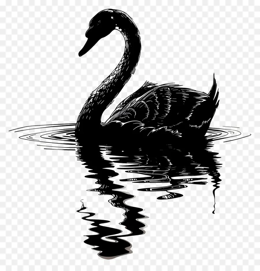 Swan Silhouette，หงส์ดำ PNG