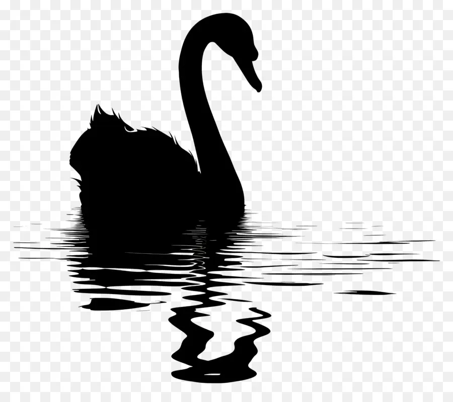 Swan Silhouette，หงส์ดำ PNG