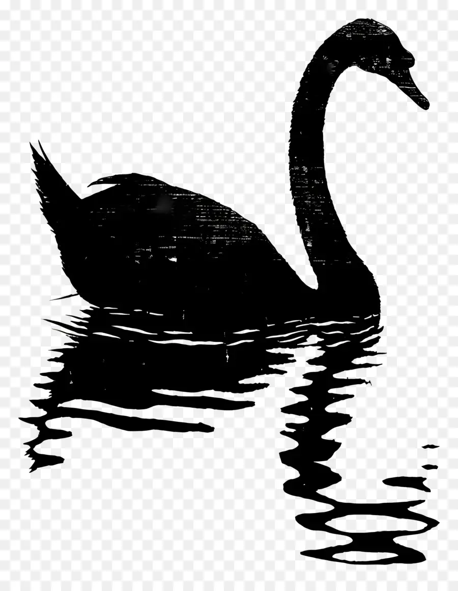 Swan Silhouette，หงส์ดำ PNG