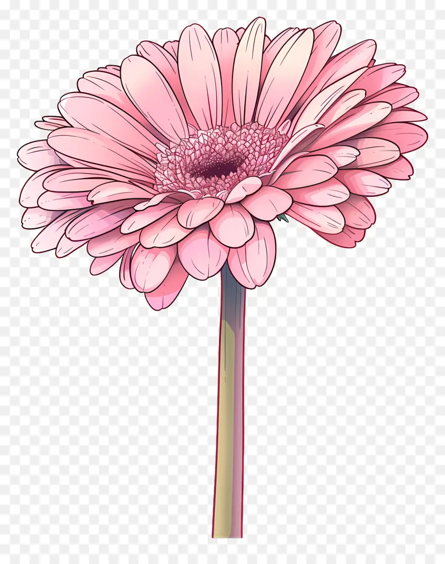 สีชมพู Gerbera，ดอกไม้สีชมพู PNG