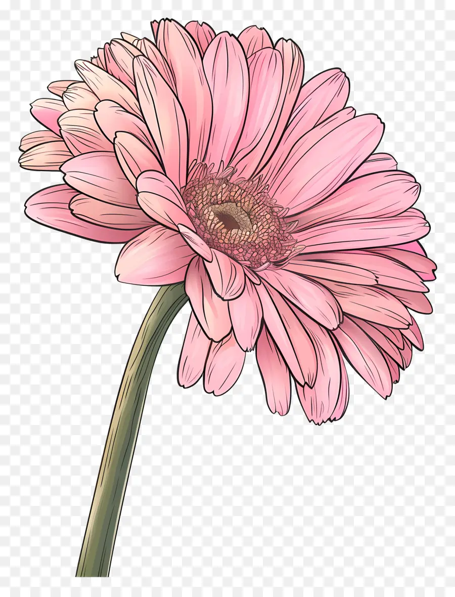 สีชมพู Gerbera，ดอกไม้สีชมพู PNG