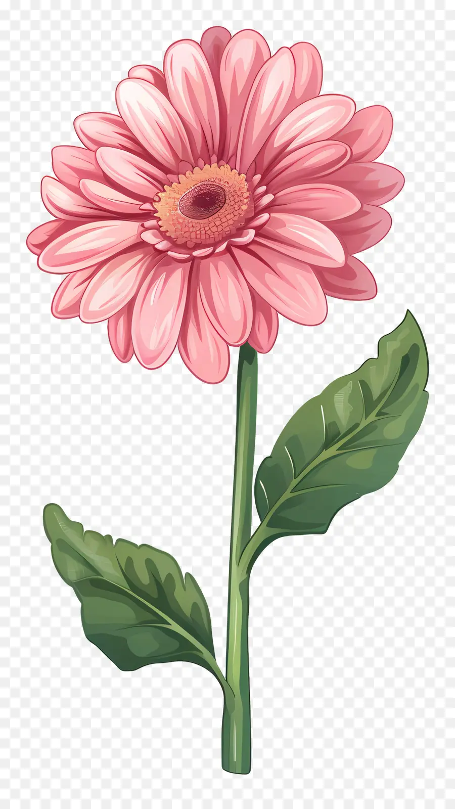 สีชมพู Gerbera，ดอกเดซี่ PNG