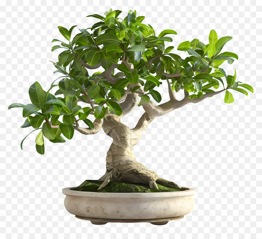 Ficus Bonsai，ต้นบอนไซ PNG