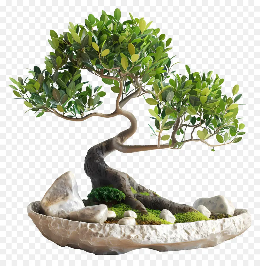 Ficus Bonsai，ต้นบอนไซ PNG