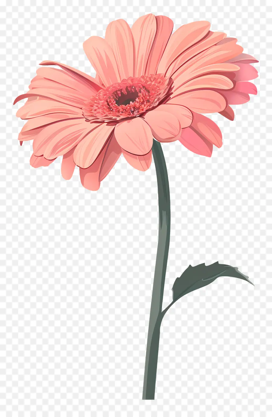 สีชมพู Gerbera，ดอกไม้สีชมพู PNG