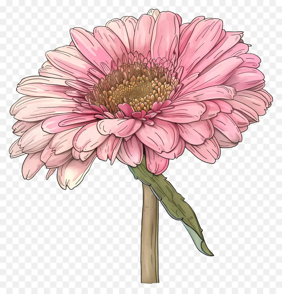 สีชมพู Gerbera，ดอกไม้สีชมพู PNG