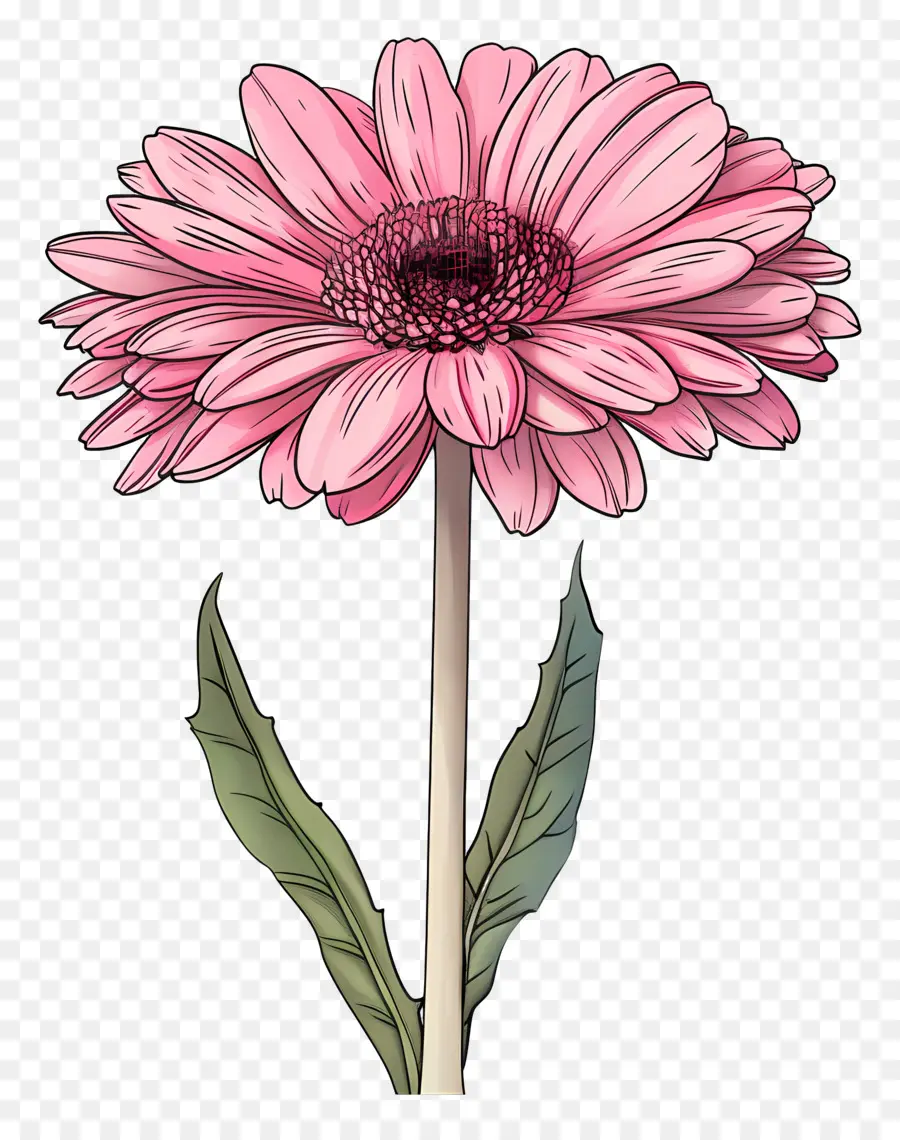 สีชมพู Gerbera，ดอกเดซี่ PNG