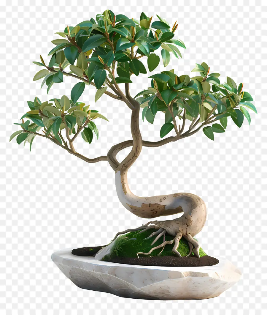 Ficus Bonsai，ต้นบอนไซ PNG