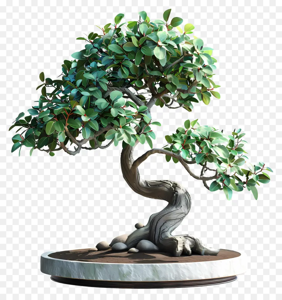 Ficus Bonsai，ต้นบอนไซ PNG