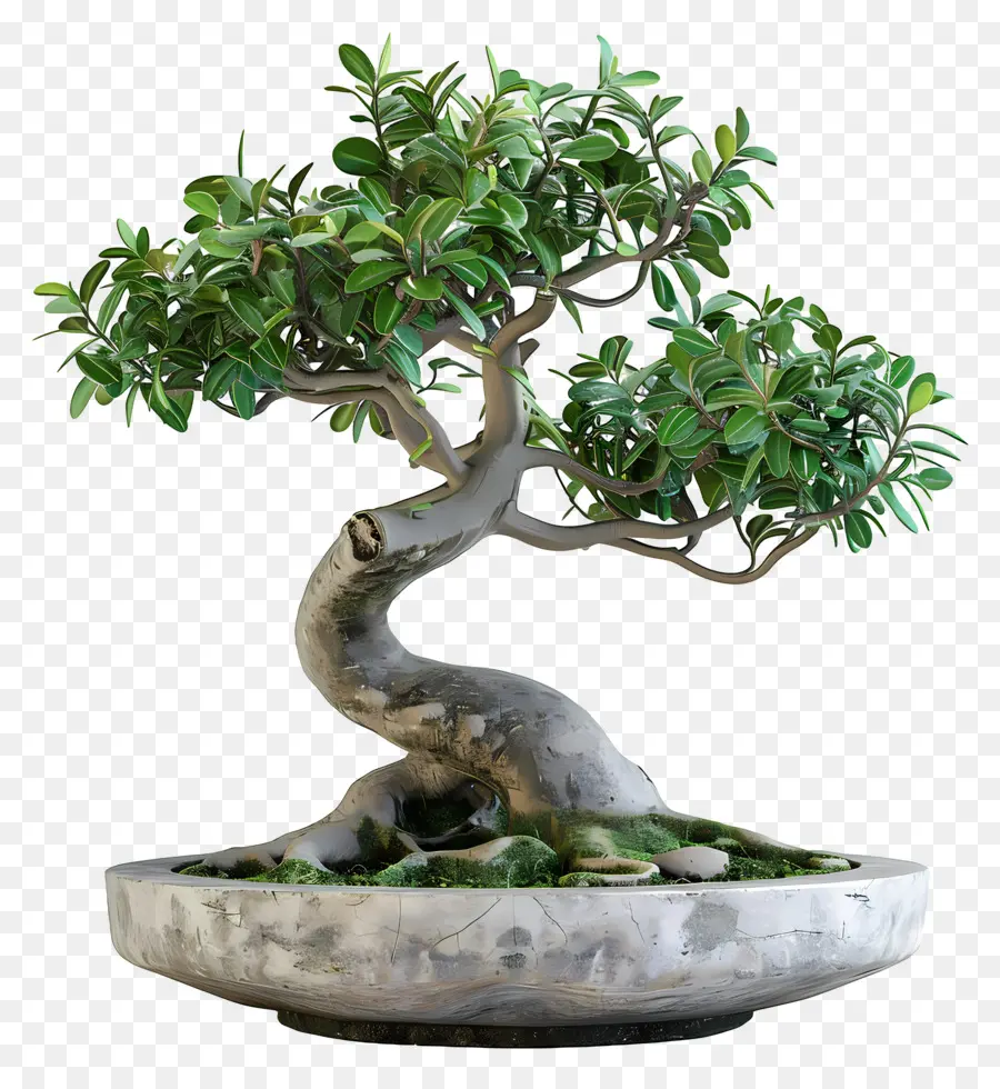 Ficus Bonsai，ต้นบอนไซ PNG