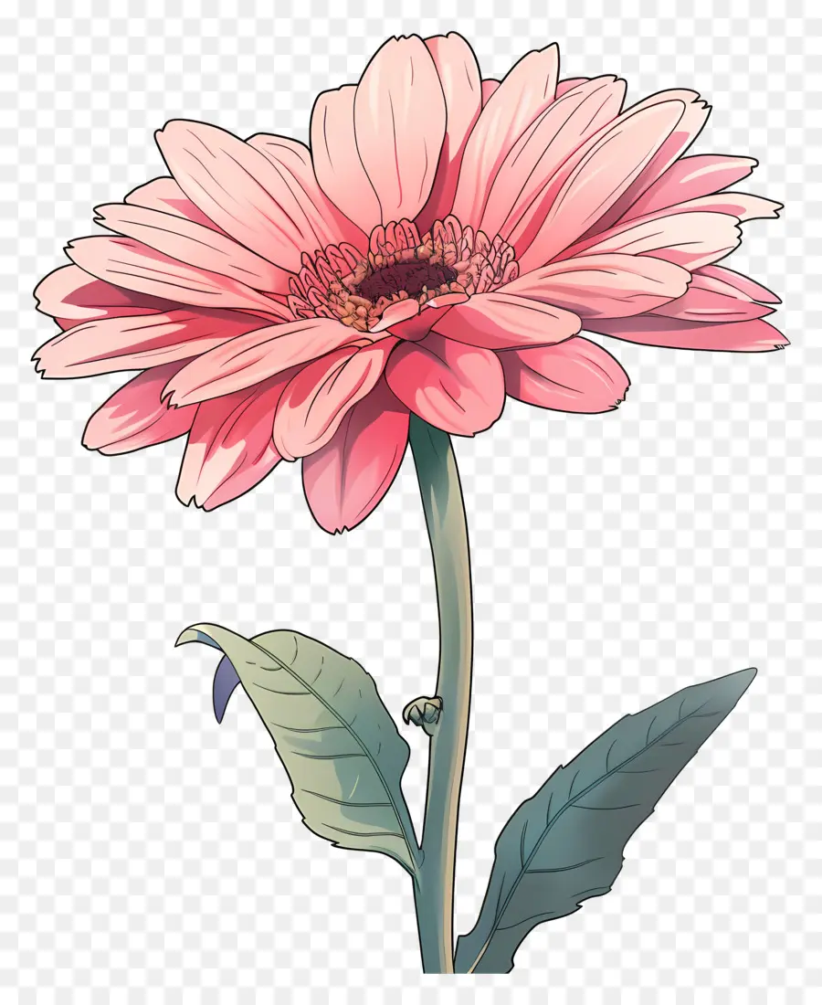 สีชมพู Gerbera，ดอกไม้สีส้ม PNG