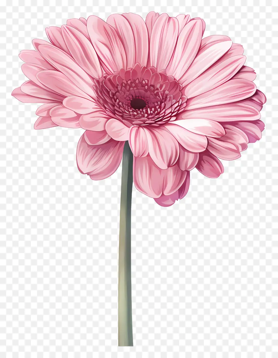 สีชมพู Gerbera，ดอกไม้สีชมพู PNG