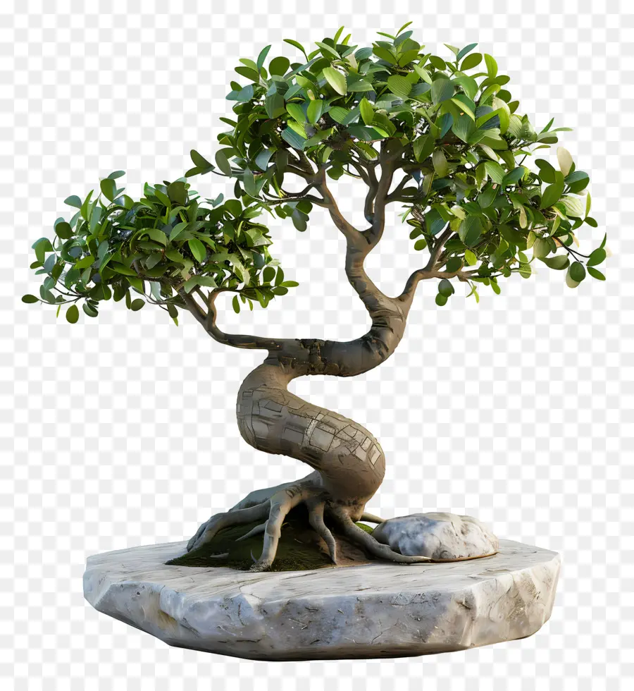 Ficus Bonsai，ต้นบอนไซ PNG