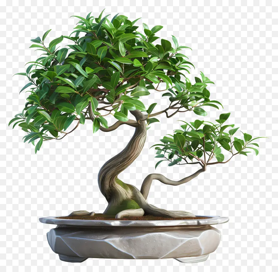 Ficus Bonsai，ต้นบอนไซ PNG