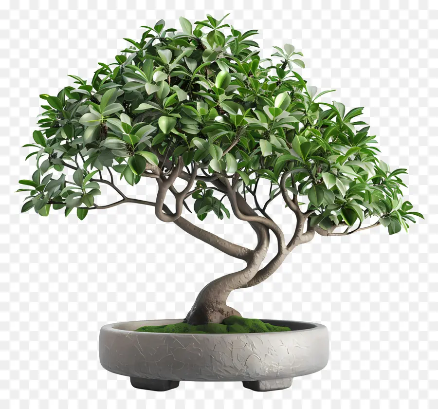 Ficus Bonsai，พืชกระถาง PNG