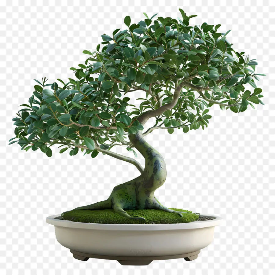 Ficus Bonsai，ต้นบอนไซ PNG