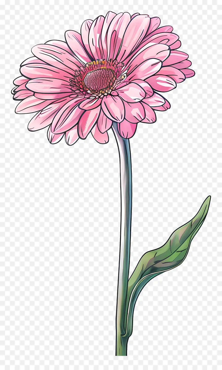 สีชมพู Gerbera，ดอกเดซี่ PNG