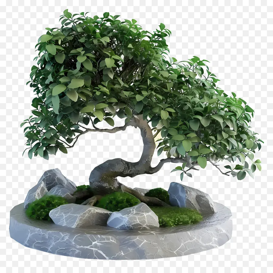 Ficus Bonsai，ต้นบอนไซ PNG