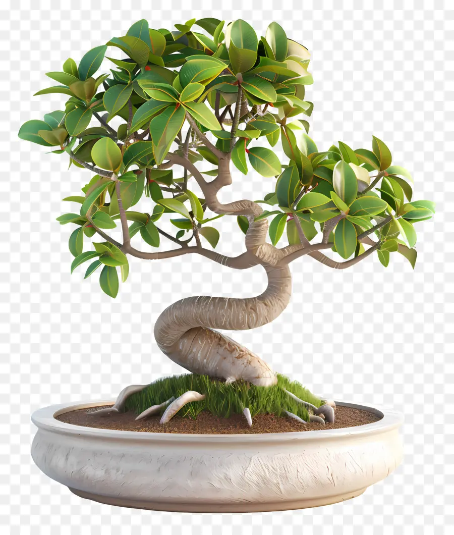 Ficus Bonsai，ต้นบอนไซ PNG