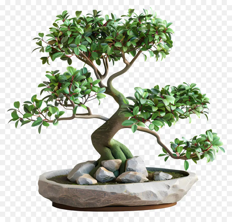 Ficus Bonsai，ต้นบอนไซ PNG