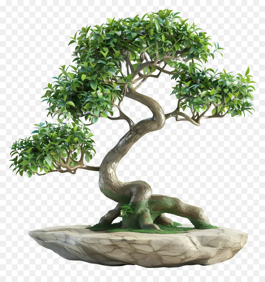 Ficus Bonsai，ต้นบอนไซ PNG