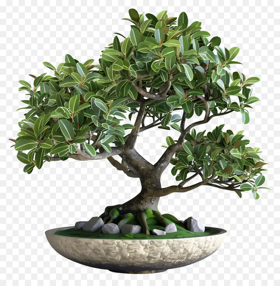 Ficus Bonsai，ต้นบอนไซ PNG