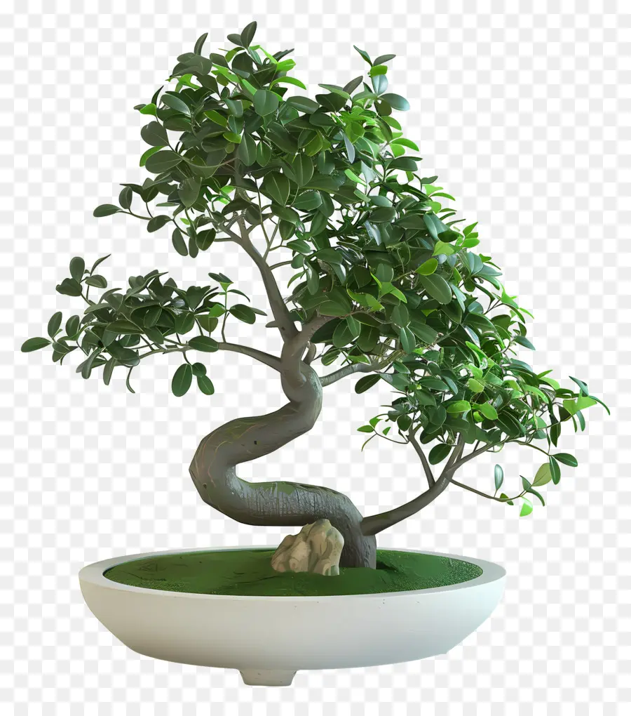 Ficus Bonsai，ต้นบอนไซ PNG