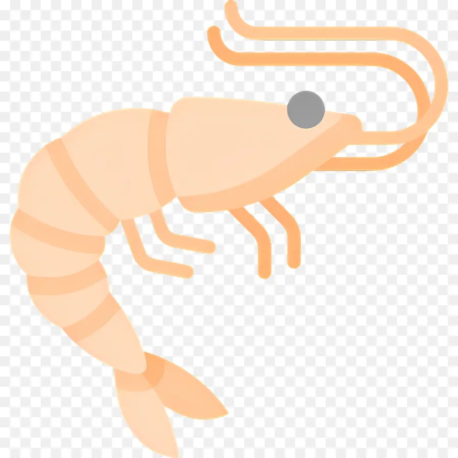 กุ้ง，ครัสเตเชียน PNG