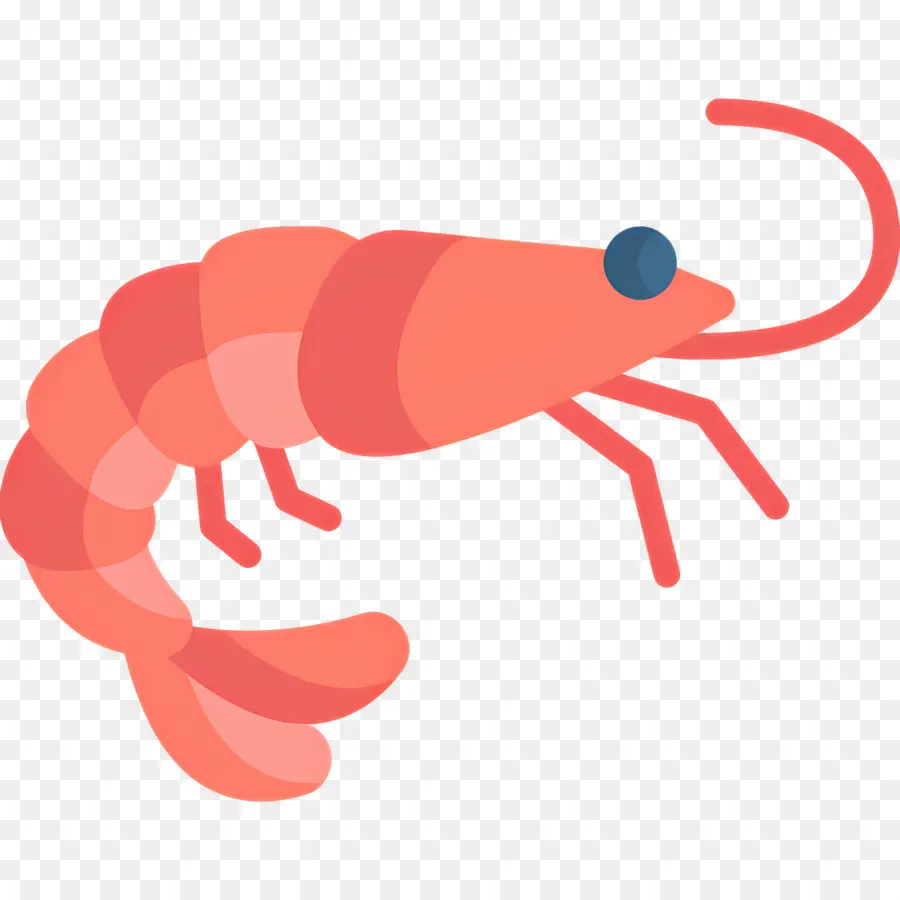 กุ้ง，ครัสเตเชียน PNG