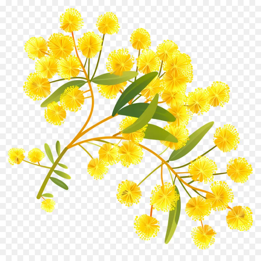 ดอกไม้ Mimosa，ดอกไม้สีเหลือง PNG