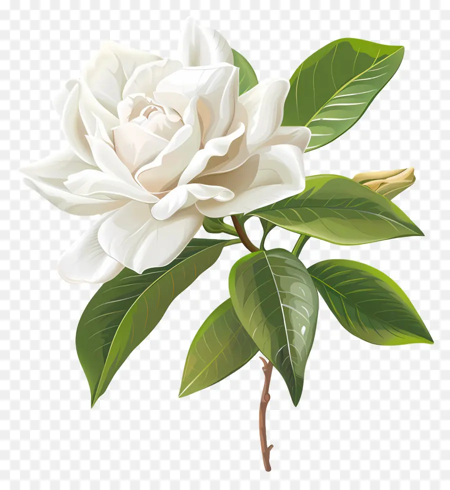 ดอกไม้สีขาว Gardenia，ดอกไม้สีขาว PNG