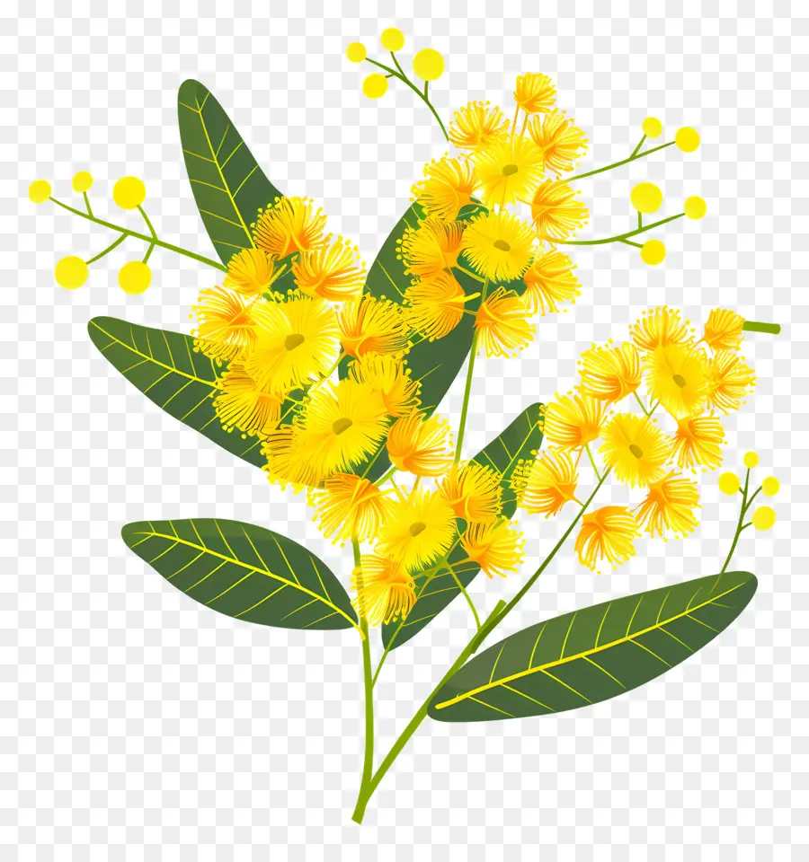 ดอกไม้ Mimosa，ดอกไม้สีเหลือง PNG