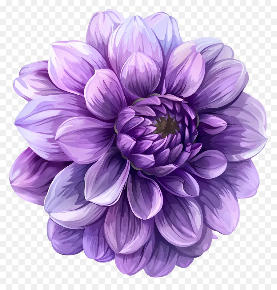 ดอกไม้ Dahlia，ดอกไม้สีม่วง PNG