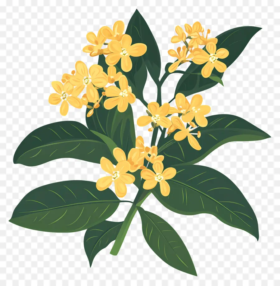 ดอกไม้ Osmanthus，ดอกไม้สีเหลือง PNG