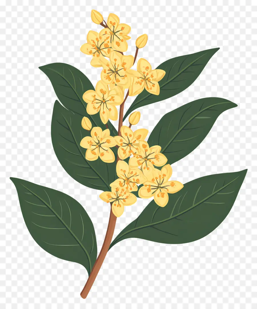 ดอกไม้ Osmanthus，ดอกไม้สีเหลือง PNG