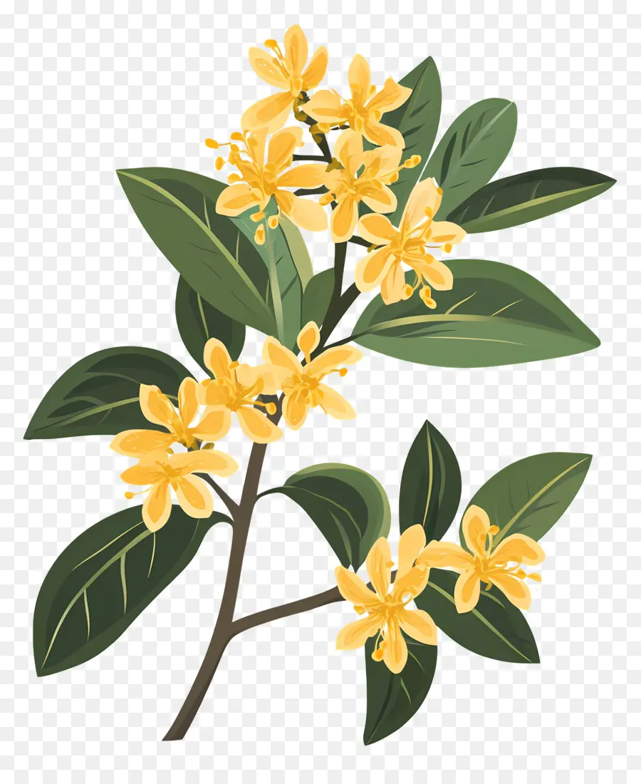 ดอกไม้ Osmanthus，กิ่งไม้ PNG