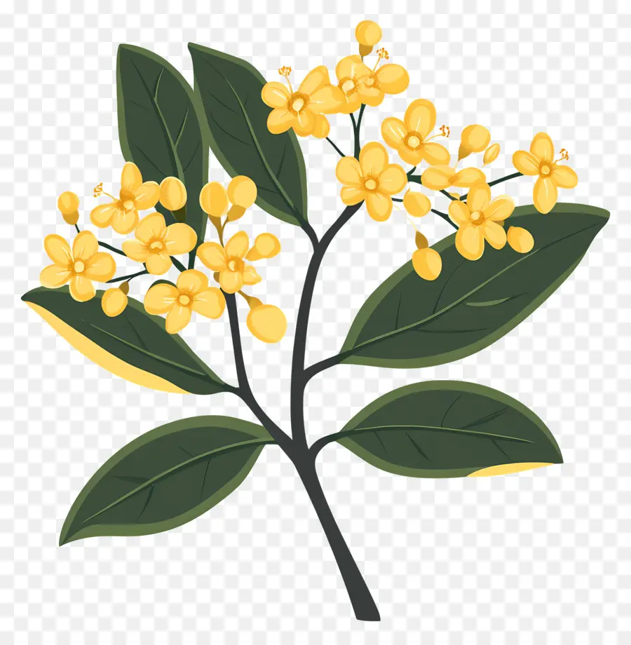 ดอกไม้ Osmanthus，ดอกไม้สีเหลือง PNG