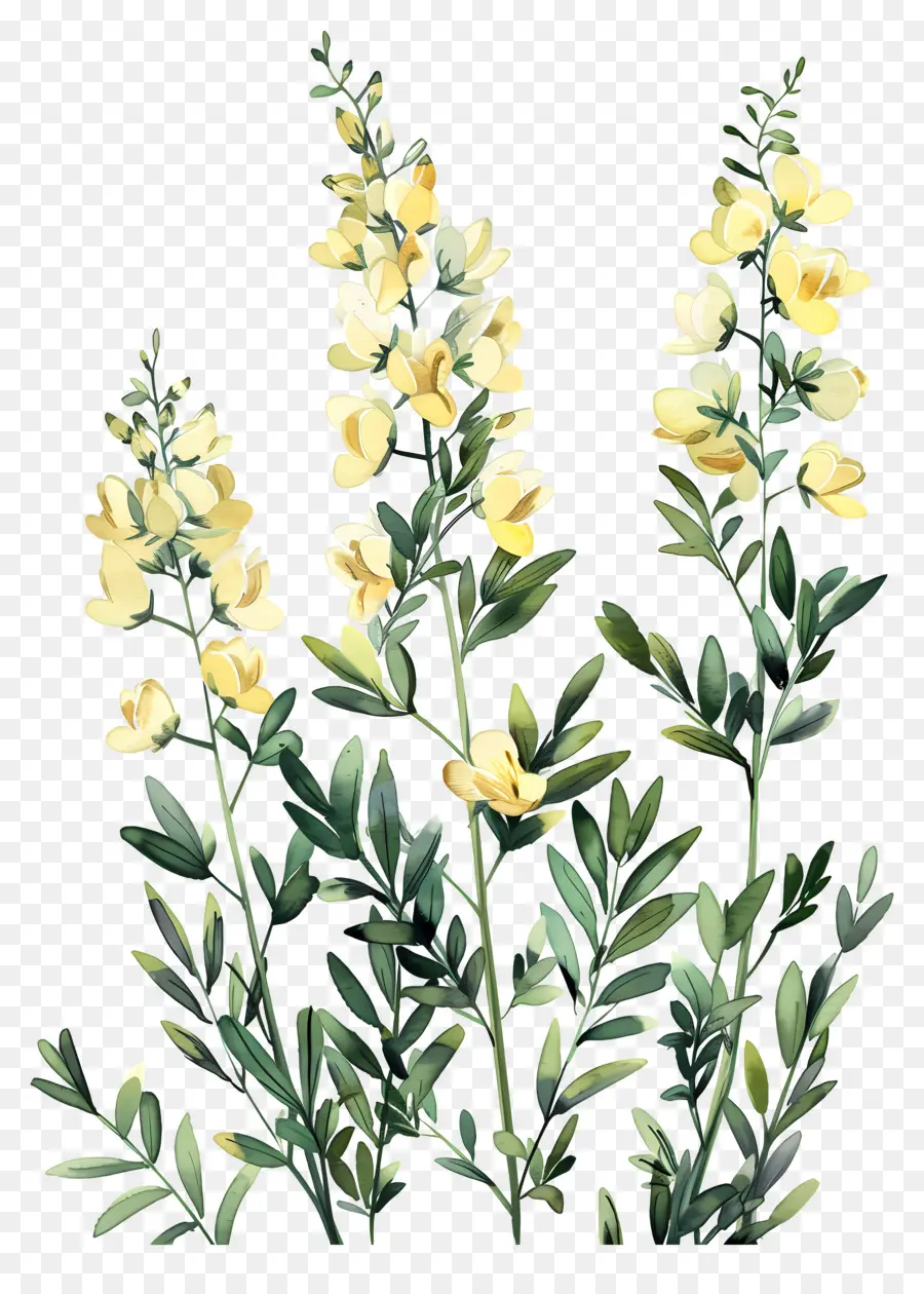 ดอกไม้ Cytisus Wolgaricus，ดอกไม้สีเหลือง PNG