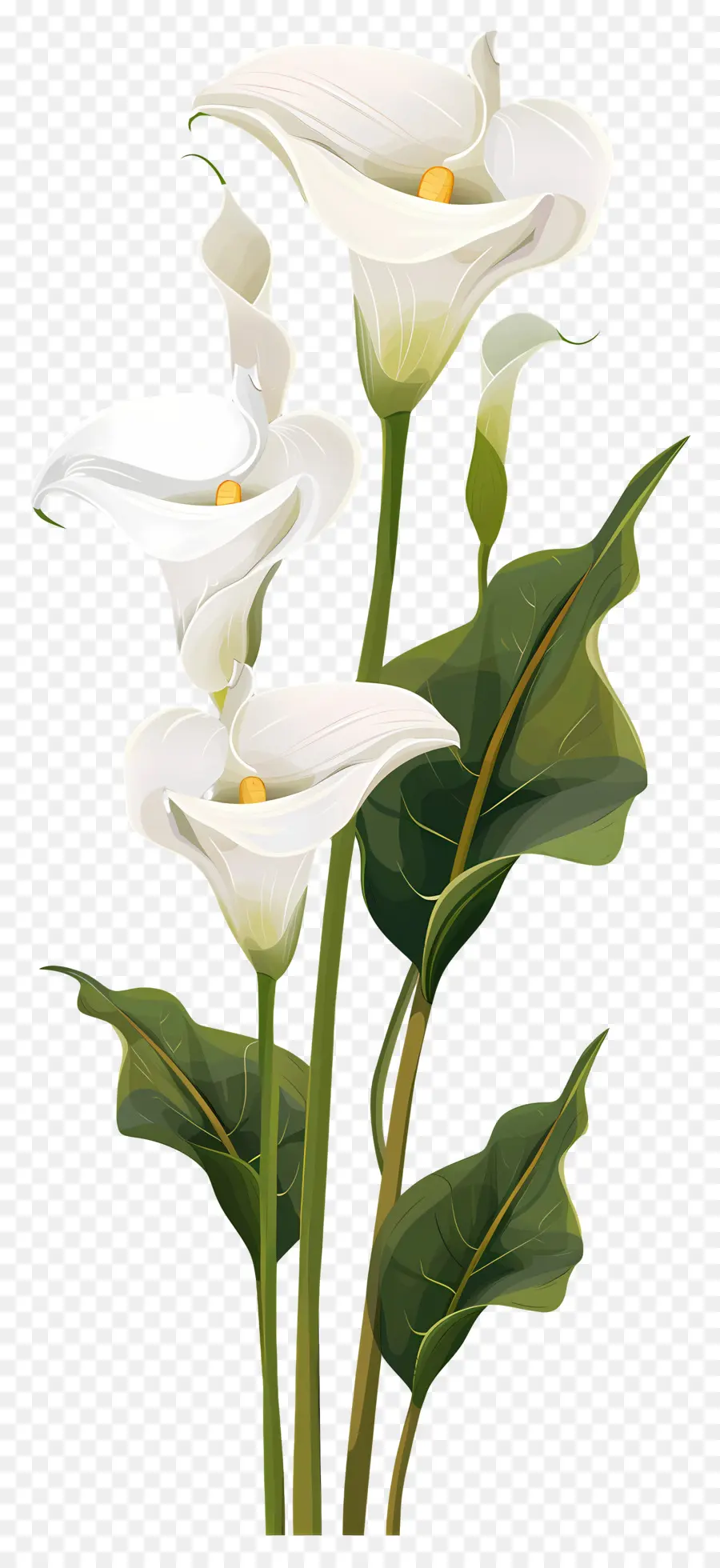 Calla Lily，สีขาว PNG