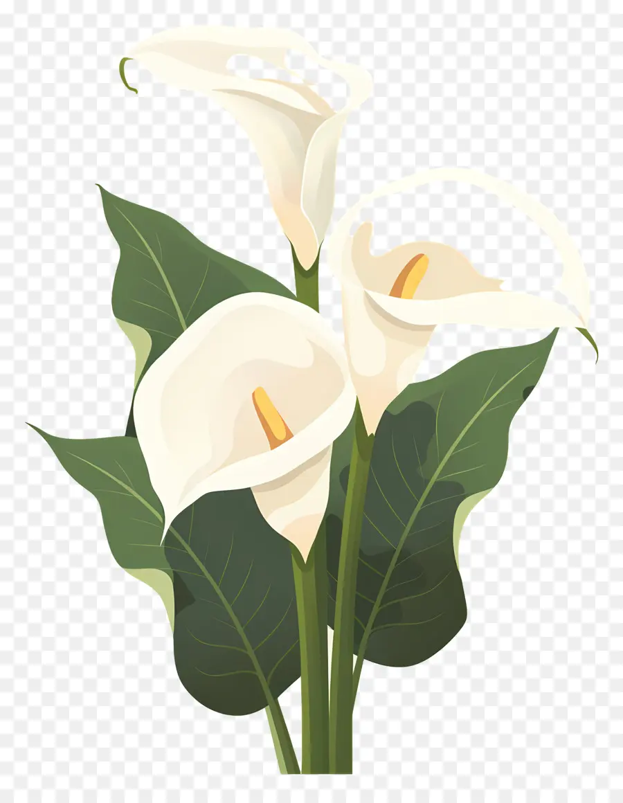 Calla Lily，ดอกลิลลี่ Calla สีขาว PNG