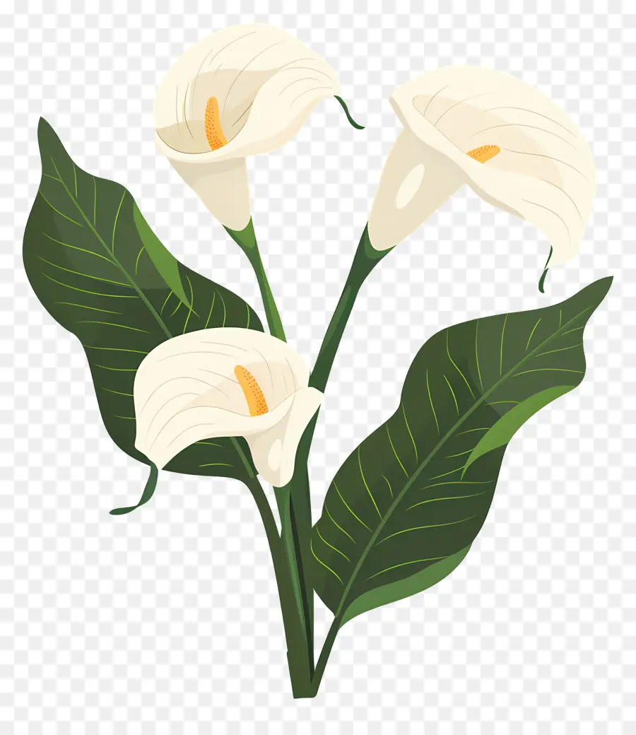 Calla Lily，ดอกลิลลี่ Calla สีขาว PNG