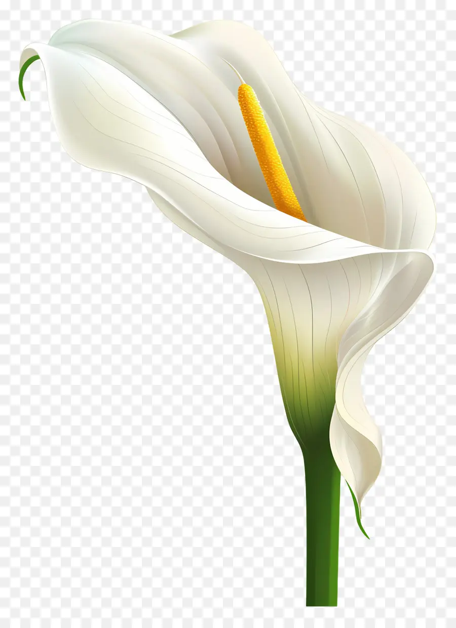 Calla Lily，Calla Lily สีขาว PNG