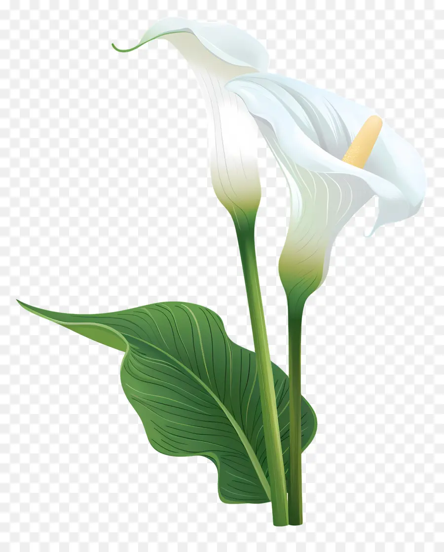 Calla Lily，Calla Lily สีขาวเดี่ยว PNG