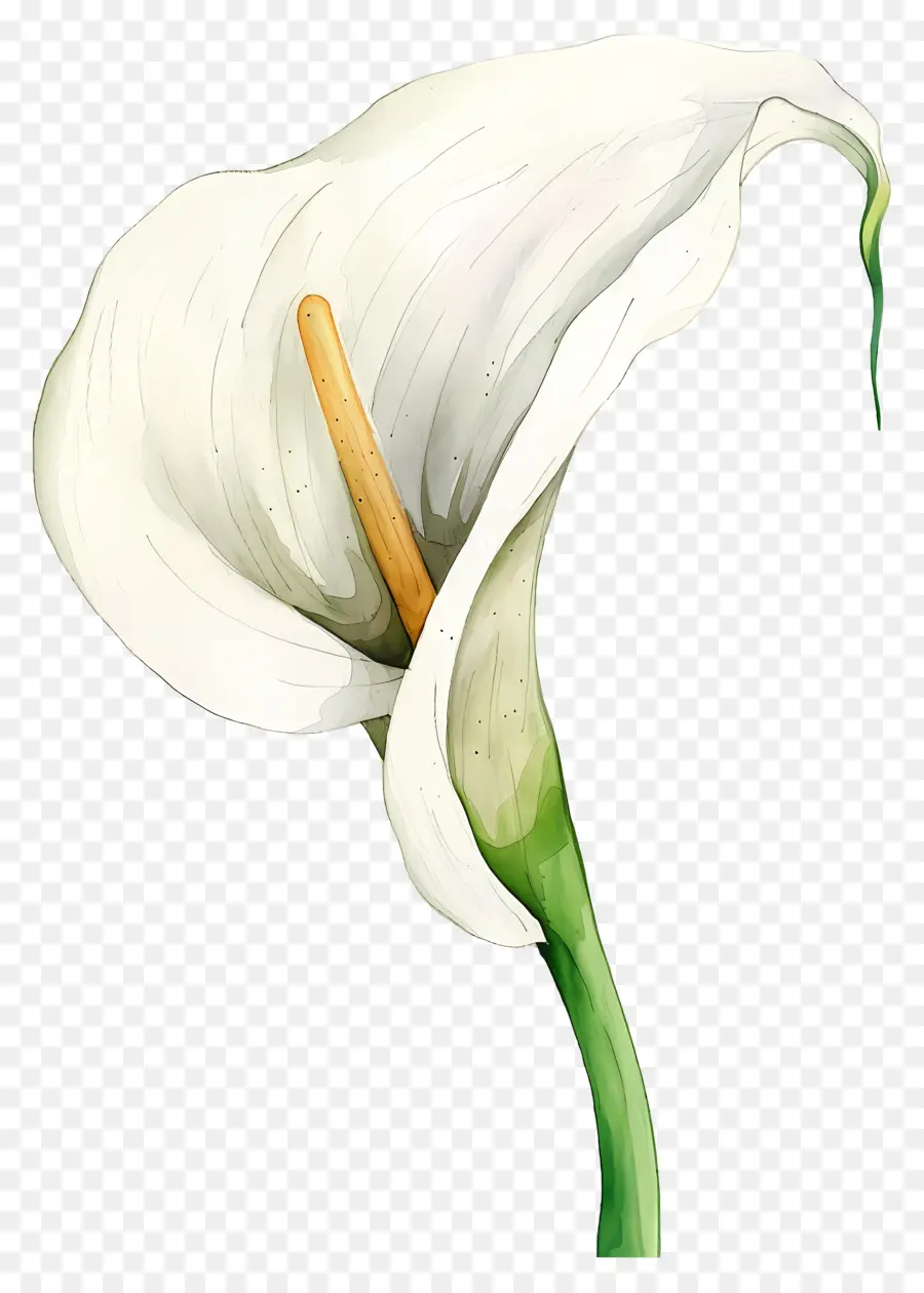 Calla Lily，Calla Lily สีขาว PNG