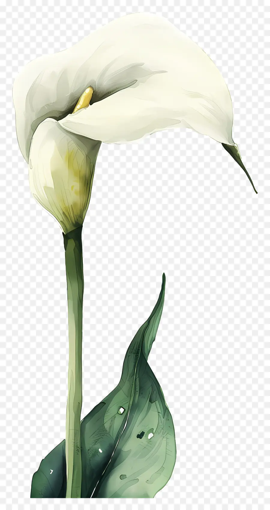 Calla Lily，Calla Lily สีขาว PNG