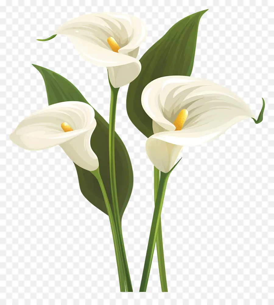 Calla Lily，ดอกลิลลี่ Calla สีขาว PNG